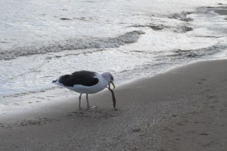 Seagull catching fish on the beach, Baltic Sea, Rügen Island, Mecklenburg-Western Pomerania,