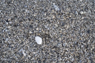 Surface on the ground with numerous mussels, background image, Baltic Sea, Mecklenburg-Western