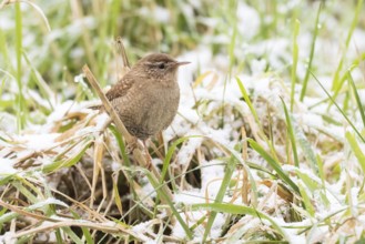A wren (Troglodytes troglodytes) standing on a blade of grass, snow-covered grass in the