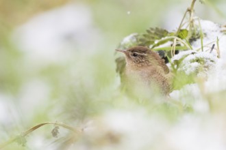 A wren (Troglodytes troglodytes) hiding in the snow-covered green with blurred background, Hesse,