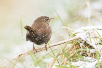 A wren (Troglodytes troglodytes) standing on a branch covered with snow, Hesse, Germany