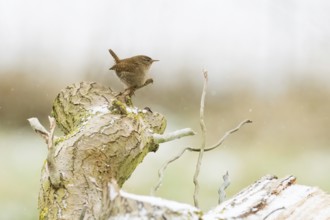 A wren (Troglodytes troglodytes) standing on a snow-covered tree trunk, Hesse, Germany