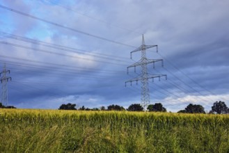High-voltage pole, high-voltage line, cornfield, grass, blue sky, cumulus clouds, cumulonimbus
