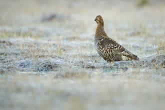 Black grouse (Lyrurus tetrix), female, black grouse courtship in Sweden, Fågelsjö, Gävleborgs län,