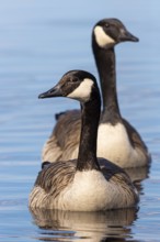 Canada goose (Branta canadensis) at a lake, Fågelsjö, Gävleborgs län, Sweden