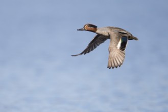 Flying teal (Anas crecca), Fågelsjö, Gävleborgs län, Sweden