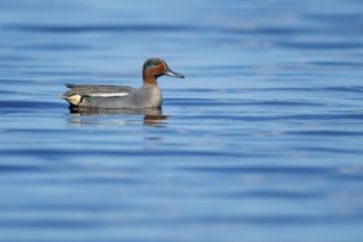 Teal (Anas crecca) on a lake, Fågelsjö, Gävleborgs län, Sweden