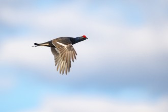 Black grouse (Lyrurus tetrix), fligend, black grouse courtship in Sweden, Fågelsjö, Gävleborgs län,