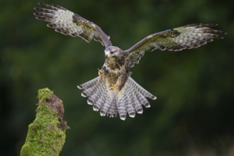 Flying buzzard (Buteo buteo), Gerolstein, Rhineland-Palatinate, Germany
