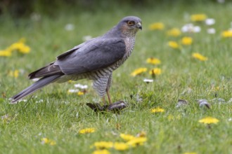 Sparrowhawk (Accipiter nisus) plucking prey, Vechta, Lower Saxony, Germany