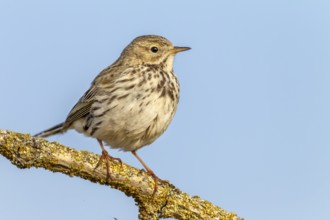 A meadow pipit (Anthus pratensis) adult bird in its breeding territory, breeding season, perch,