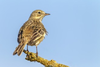 The meadow pipit (Anthus pratensis) r is a bird of open landscapes that likes to use exposed