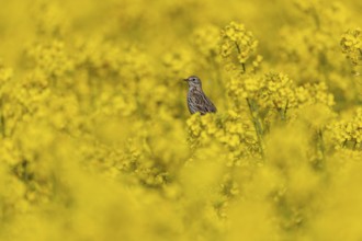 Meadow pipit (Anthus pratensis) in a flowering rape field, breeding season, perch, Germany