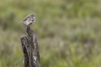A meadow pipit (Anthus pratensis) uses an old pole as a perch on the Danish Limfjord, breeding
