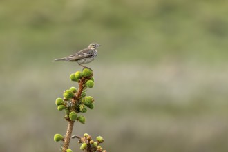 A meadow pipit (Anthus pratensis) uses a crooked spruce tree as a perch on the Danish Limfjord,