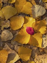 Bunch of leaves of colorful autumn leaves in the sun, mosaic of yellow poplar leaves covered by a