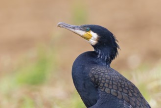 Cormorant (Phalacrocorax carbo), close-up and portrait of an adult bird in breeding plumage with