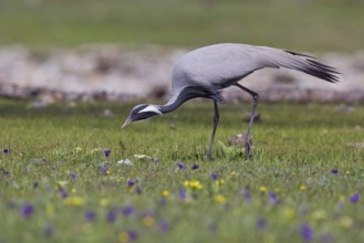 Whooping crane (Anthropoides virgo), close-up, adult bird walking across a colourful flowering