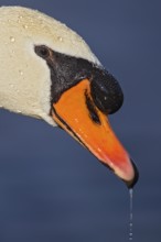 Mute swan (Cygnus olor), portrait and close-up of a male with large beak hump and shiny pearls of