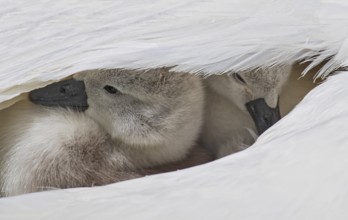 Mute swan (Cygnus olor), close-up, two chicks sitting close together under white feathers in their