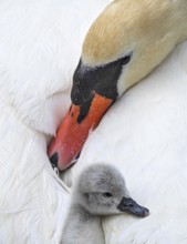 Mute swan (Cygnus olor), close-up, chick sits cuddly in the plumage of the mother who keeps caring