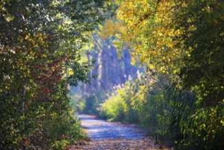 Small dirt road with poplar alley and reeds in the sun with colorful autumn leaves,