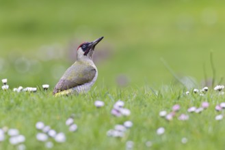 Green woodpecker (Picus viridis), close-up of a male in a flowering meadow with daisies (Bellis