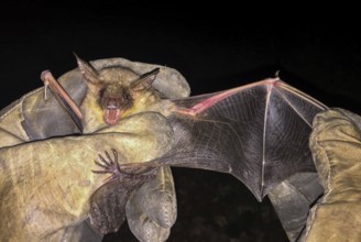 Greater mouse-eared bat (Myotis myotis), being held with spread wings, open mouth and visible teeth