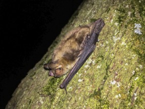 Greater mouse-eared bat (Myotis myotis), adult in close-up climbing a tree trunk at night,