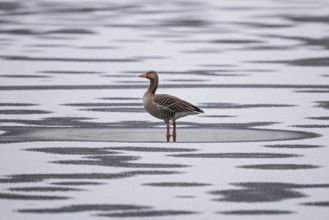 Greylag goose (Anser anser), standing alone on frozen ice with fresh snow and mosaic of water