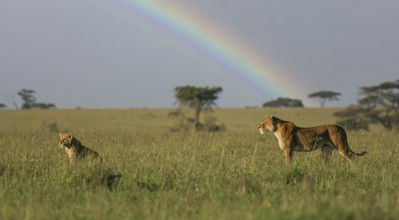 Lion (Panthera Leo), female standing with young in the savannah in front of a rainbow, Serengeti,