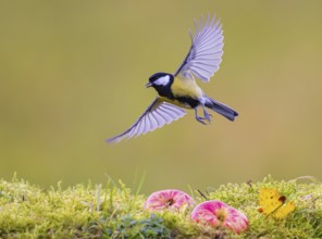 Great tit (Parus major), male flying with wings outstretched over two red apples lying on the