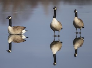 Canada goose (Branta canadensis), group of three birds on the ice surface of a frozen lake with