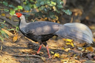 Kalifasan (Lophura leucomelanos), male in splendid plumage walking across sunny forest floor in