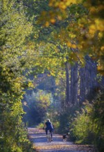 Female cyclist with dog cycling in the sun on a small path along a poplar alley and reeds in