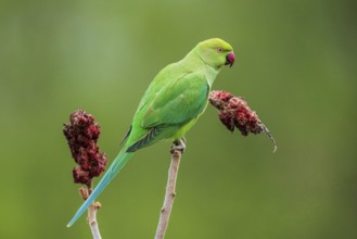 Collared parakeet (Psittacula krameri), sitting on vinegar tree (Rhus typhina) with red flowers,