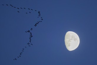 Crane (Grus grus), large flock flying in formation at dusk in front of a brightly lit moon, Hesse,