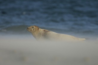 Grey seal (Halichoerus grypus), female lying in the sun with half-closed eyes in a cloud of sand