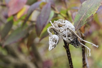 House Sparrow (Passer domesticus), mummified songbird skeleton hanging in a garden hedge with
