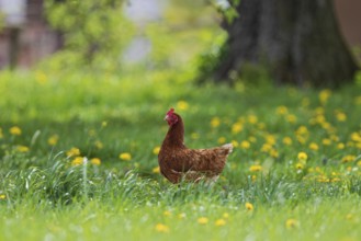 Domestic fowl (Gallus gallus domesticus), brown hen in free range runs on farm under large tree