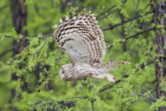 Ural owl (Strix uralensis), adult bird in the taiga flies with outstretched wings through boreal