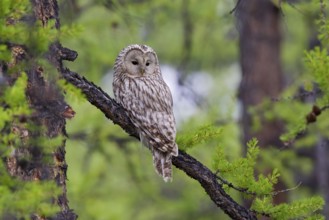 Ural owl (Strix uralensis), adult bird in taiga sitting on a branch in boreal larch forest,