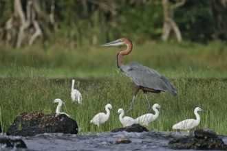 Goliath heron (Ardea goliath), largest heron in the world together with a group of little egrets