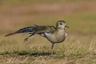 Golden Plover (Pluvialis apricaria), adult bird in a light plumage stretching on one leg with