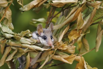 Garden dormouse (Eliomys quercinus), adult sits in a cute pose in bushes and looks with big, black