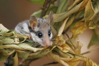 Garden dormouse (Eliomys quercinus), adult climbs through bushes in a cute pose and looks with big,