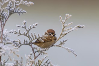 Tree sparrow (Passer montanus), adult bird sitting in a frozen tuja hedge in winter with small,