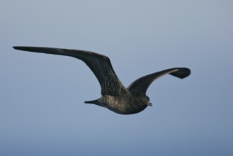 Long-tailed Skua (Stercorarius longicaudus), immature young bird in juvenile plumage in close-up