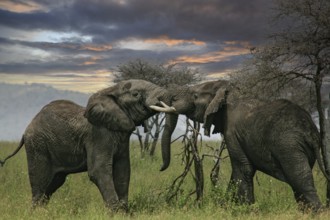 African elephant (Loxodonta africana), two fighting bulls with powerful tusks in savannah in the
