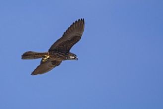 Eleonora's falcon (Falco eleonorae), young female of the light-coloured morph flies in front of a